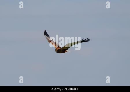 Composition photo du harrier des marais de l'Ouest (Circus aeruginosus) en vol dans le parc national de Donana, Espagne Banque D'Images