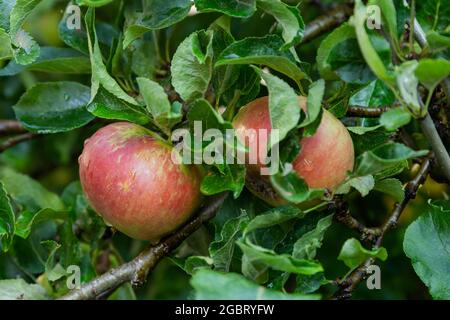 Découverte pommes sur un arbre fruitier dans le Yorkshire, Angleterre. Banque D'Images