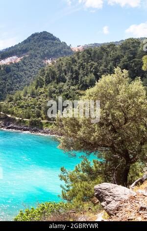 Vacances d'été avec baie d'eau de mer turquoise et pins dans l'île grecque de Thassos, Grèce Banque D'Images