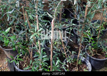 L'olivier cultive une vente de pot sur le marché vert, stock photo Banque D'Images