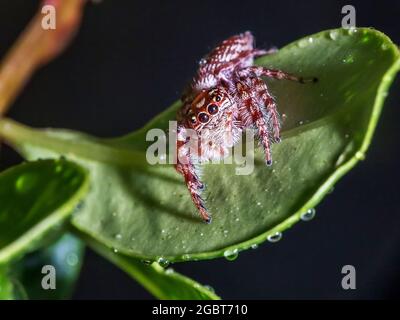 mignonne araignée sautant sur la feuille verte Banque D'Images