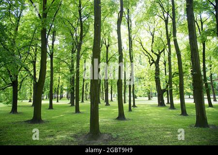 Parc Saski (jardin Saxon) à Varsovie, Pologne. 21 mai 2021 © Wojciech Strozyk / Alamy stock photo Banque D'Images