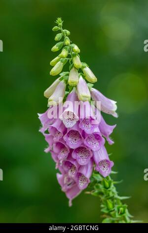 Fleur de renfgant rose, purpurea digitalis, fleur de bois populaire auprès des plantes toxiques des abeilles. Banque D'Images