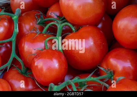 tomates fraîches gros plan, fruits et légumes, 5 par jour, cinq par jour, tomates fraîches juteuses, tomates fraîchement cueillies exposées. Banque D'Images