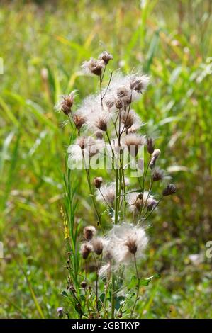 Italie, Lombardie, usine Field Thistle, Cirsium arvense Banque D'Images