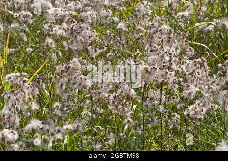 Italie, Lombardie, usine Field Thistle, Cirsium arvense Banque D'Images