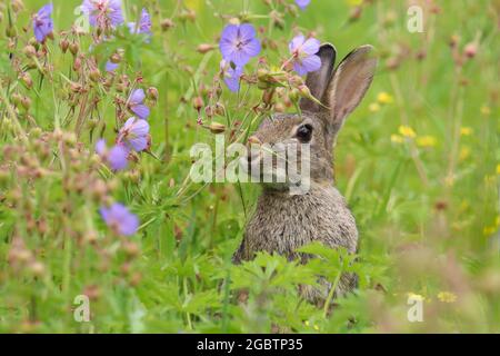 Bébé lapin sauvage (Oryctolagus cuniculus) assis dans un champ. Banque D'Images