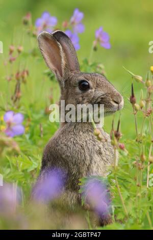 Bébé lapin sauvage (Oryctolagus cuniculus) assis dans un champ. Banque D'Images