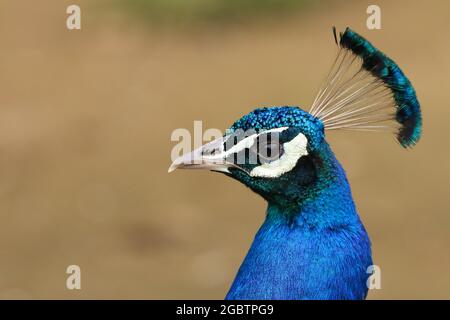 Gros plan d'une tête de Peacock mâle. Banque D'Images