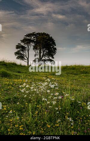 Arbres dans la campagne, Wiltshire, Royaume-Uni Banque D'Images