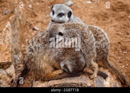 Suricate ou meerkat (Suricata suricata) photos de famille de la créature mignonne Banque D'Images