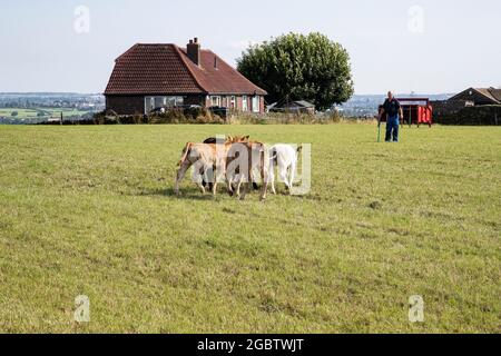 Quatre jeunes veaux en obstrée résistent à la tentative d'un agriculteur des déplacer dans un champ adjacent sur une ferme de Yorkshire en été Banque D'Images