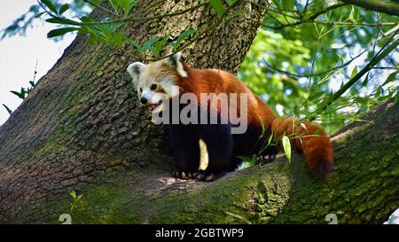 Photos prises au zoo de Rotterdam. Journée chaude, beaucoup de lumière et animaux surchauffés. Banque D'Images