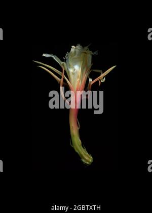 La délicate fleur blanche d'Epiphyllum oxypetalum, le cactus à pipe du Dutchman, est encore belle pendant qu'elle s'estompe. Banque D'Images