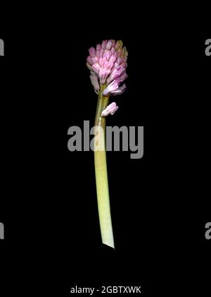 Une jacinthe rose pâle, juste dans le processus d'ouverture; la promesse de la beauté. Banque D'Images