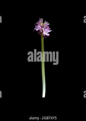 Une jacinthe rose pâle dans le processus de floraison, avec un bourgeon non ouvert. Banque D'Images