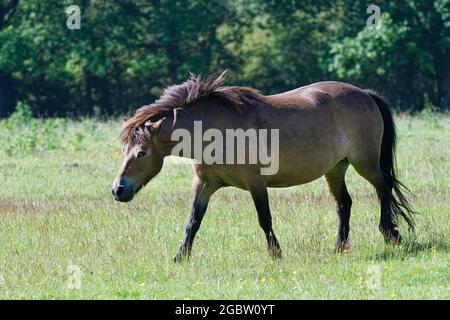 Exmoor Pony (Equus caballus) marchant dans les prairies au crépuscule, Knepp Estate, Sussex, Royaume-Uni, juin 2021. Banque D'Images