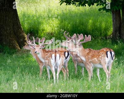 Le cerf de Virginie (Dama dama) stags en velours, Knepp Estate, Sussex, Royaume-Uni, juin 2021. Banque D'Images