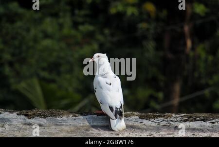 Un grand pigeon blanc Banque D'Images