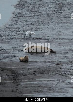 Un pup de phoque et sa mère regardent l'eau depuis des vasières, tandis qu'une paire de goélands se promeuvent derrière, semblant de sacoches et de potins entre eux Banque D'Images