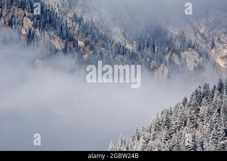 Forêt de pins entre les nuages Banque D'Images