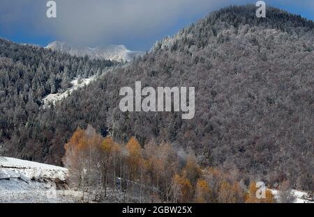 Forêt de pins en hiver Banque D'Images