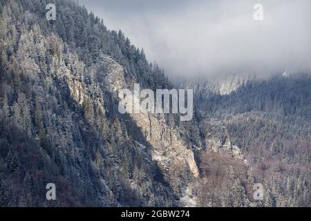 Forêt de pins en hiver Banque D'Images