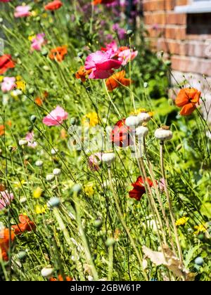 Des coquelicots qui croissent le long d'une ruelle de campagne dans le Wiltshire. Banque D'Images