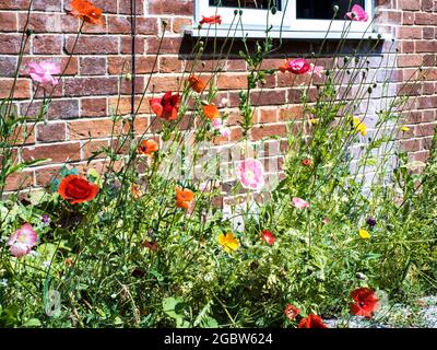 Coquelicots poussant sous la fenêtre d'un chalet de campagne. Banque D'Images