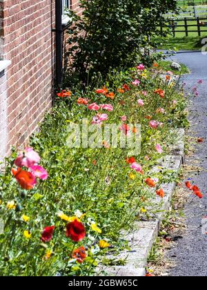 Des coquelicots qui croissent le long d'une ruelle de campagne dans le Wiltshire. Banque D'Images