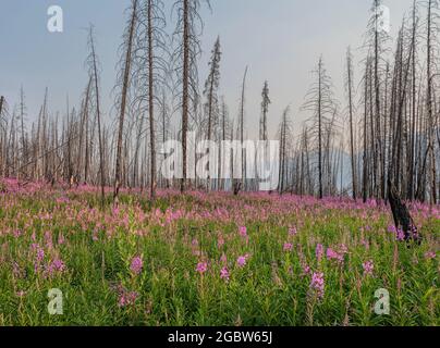 La mouchee (Chamaenerion angustifolium) croît parmi les accrocs d'arbres de feu de forêt dans le parc national Kootenay, Colombie-Britannique, Canada Banque D'Images