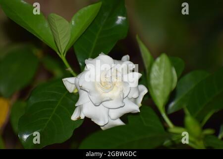 fleur de gardenia (fleur de cape jasmin) Banque D'Images