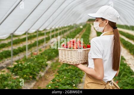 Vue latérale de la jeune femme brune dans un masque de protection et un tablier beige tenant un panier en osier avec des fraises rouges savoureuses. Concept d'admirer la bonne harve Banque D'Images