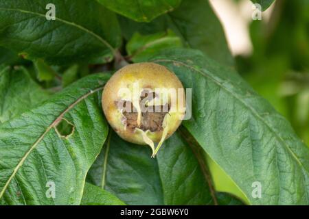 Fruit sur un arbre de Nottingham Medlar (Mespilus germanica 'Nottingham', synonyme Malus domestica 'Medlar Nottingham'), Royaume-Uni Banque D'Images