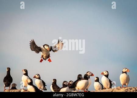 L'atterrissage parmi un groupe de puffins (Fratercula arctica) peut être une affaire difficile comme le montre l'oiseau entrant Banque D'Images
