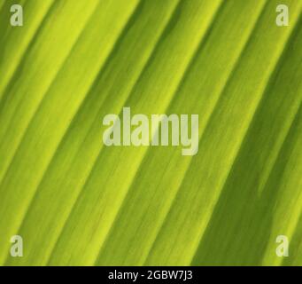 Image plein cadre de feuille de banane illuminée avec espace pour la copie Banque D'Images