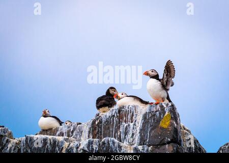 Un macareux commun (Fratercula arctica) se trouve sur les rochers couverts de guano qui s'étendent ses ailes sur les îles des Farnes Banque D'Images