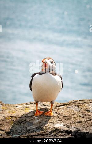 Un macareux appelle ses amis tout en se tenant sur les rochers surplombant la mer Banque D'Images