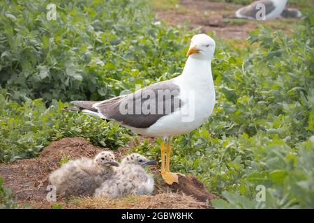 Les poussins sont camouflés dans ce goéland à harengs (Larus argentatus) nichent tandis que l'adulte regarde dessus Banque D'Images