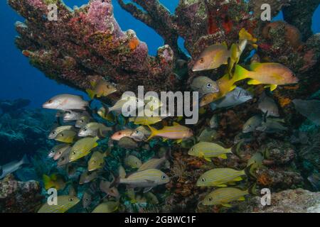 Une école mixte de poissons sous une éponge couvrait la formation de corail dans le sanctuaire marin national de Florida Keys Banque D'Images