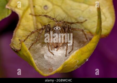 Adulte femelle rayé Lynx araignée du genre Oxyopes protégeant les oeufs Banque D'Images