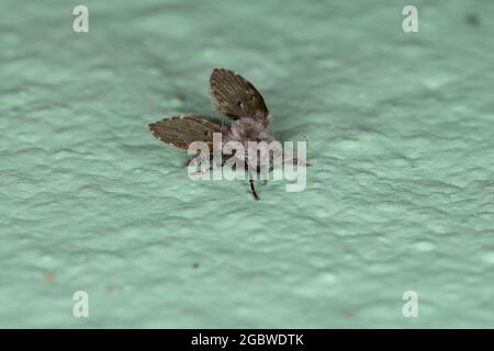 Salle de bains pour adultes Moth Midge de l'espèce Clogmia albipunctata Banque D'Images