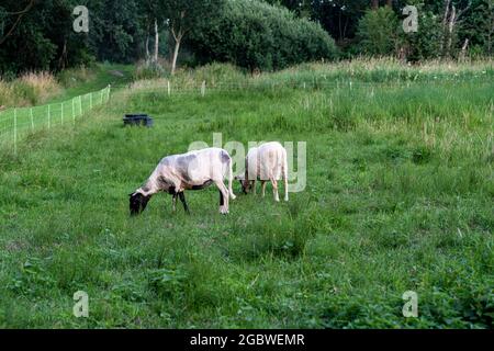 deux moutons cisaillés sur un pré vert Banque D'Images