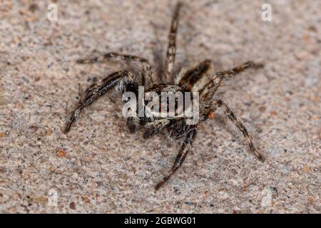 Araignée de saut de mur gris pour adulte mâle de l'espèce Menemerus bivittatus Banque D'Images