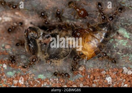 Ants à tête large du genre Pheidole manger une abeille occidentale morte de l'espèce APIs mellifera Banque D'Images