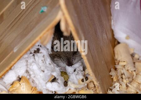 Hamster nain de Campbell de l'espèce Phodopus campbelli avec un foyer sélectif Banque D'Images