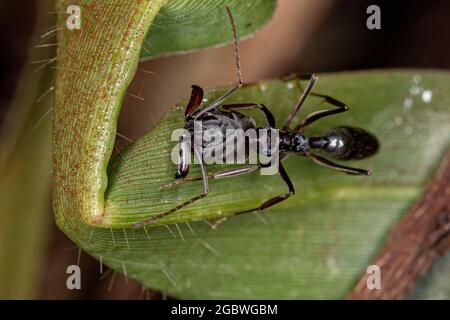 Piège à mâchoires adultes Ant du genre Odontomachus Banque D'Images