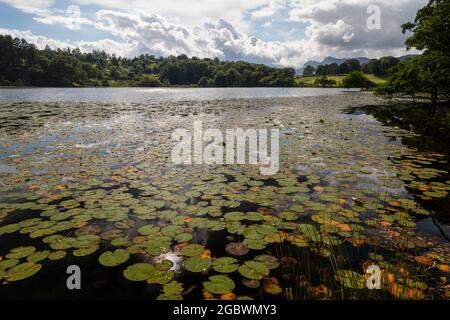 lily pads au loughrigg tarn avec des pikes de langdale en arrière-plan Banque D'Images