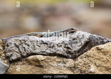 Un animal sauvage, un lézard sur une roche, dans la couleur de l'environnement. Gros plan. Banque D'Images