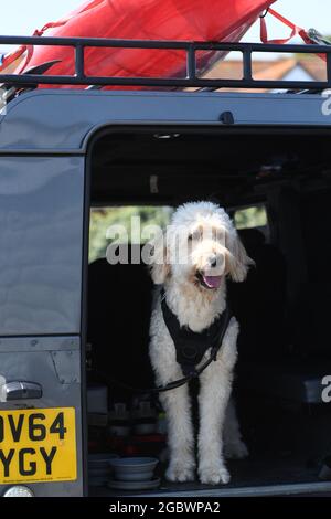 Chien à l'arrière d'un landrover Banque D'Images